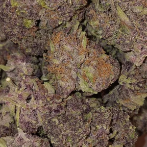 Gorilla Skunk - Hybrid/Indica - 24.3% THCA