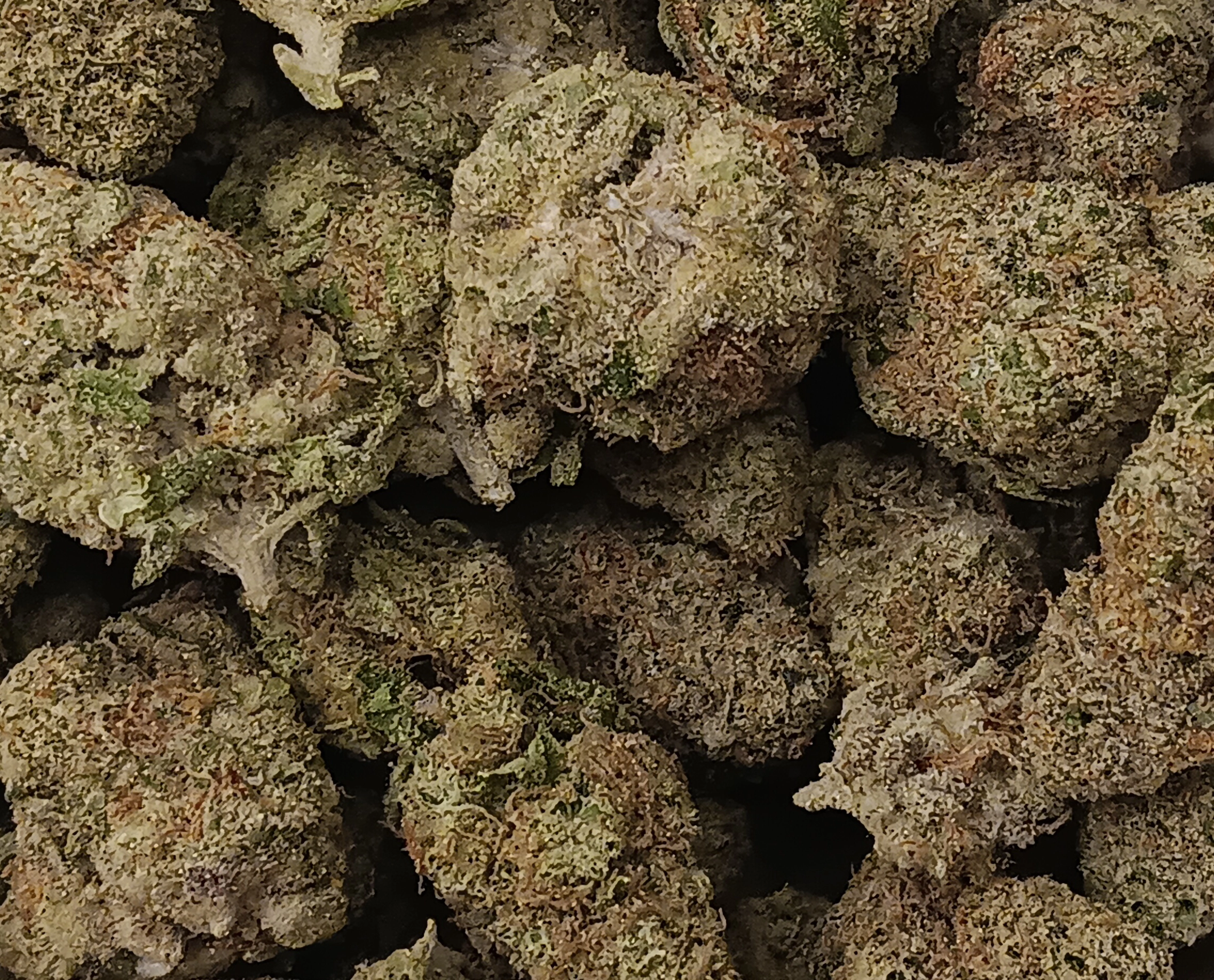 Snow Cone - Hybrid/Sativa - 28.4% THCA